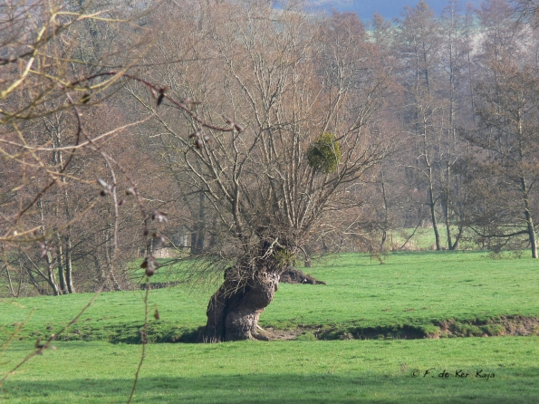 Saint Aubin le Cauf (1)